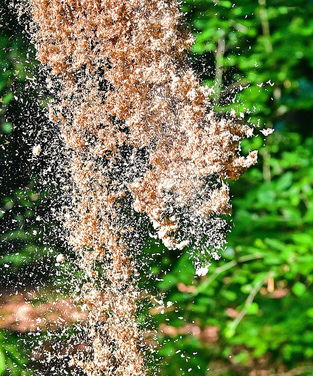 SĂ€gespĂ€ne wirbeln in der Luft vor einem unscharfen, grĂŒnen Waldhintergrund â eingefangen in der Bewegung.