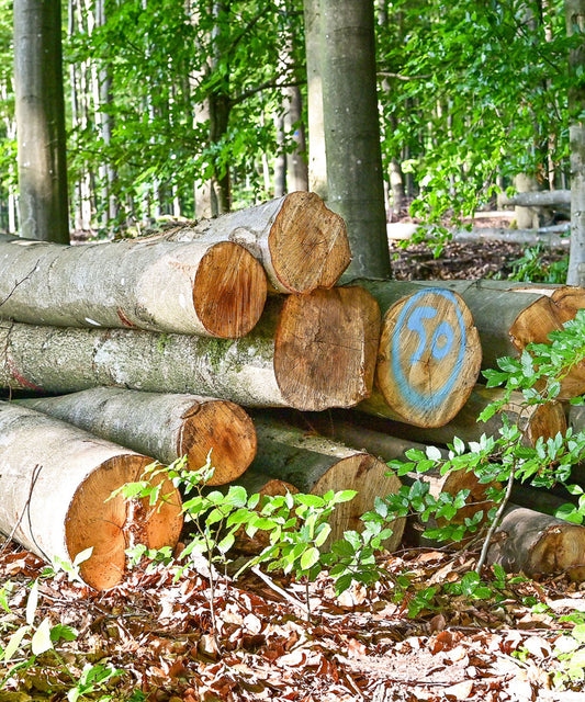 Gestapelte, gefällte Baumstämme im Wald, einer davon mit blauer Markierung „50“ auf dem Stirnholz.